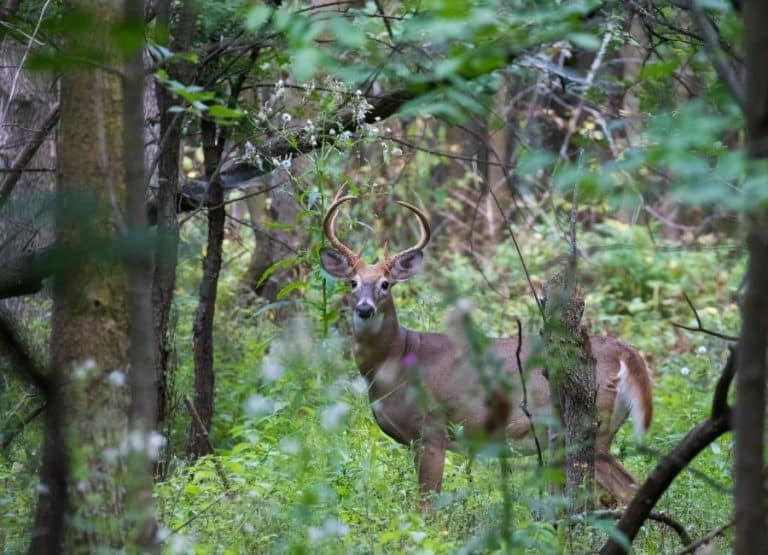 WhiteTailed Deer Hunting Season In Texas 2023