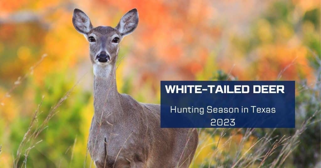 WhiteTailed Deer Hunting Season In Texas 2023